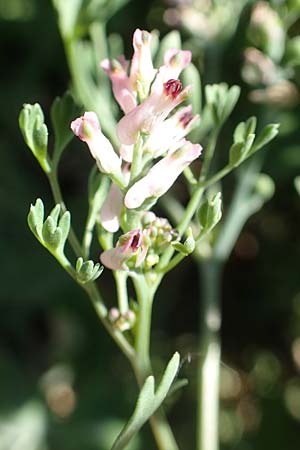 Fumaria parviflora \ Kleinbl�tiger Erdrauch / Fine-Leaved Fumitory, D Hochheim am Main 26.5.2017