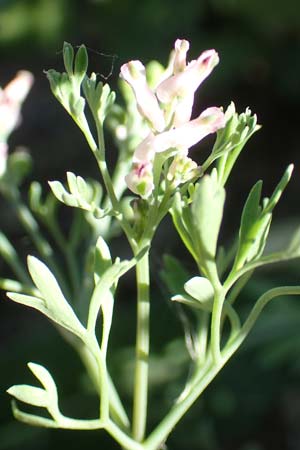Fumaria parviflora \ Kleinbl�tiger Erdrauch / Fine-Leaved Fumitory, D Hochheim am Main 26.5.2017