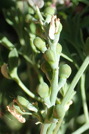 Fumaria parviflora \ Kleinbl�tiger Erdrauch / Fine-Leaved Fumitory, D Hochheim am Main 26.5.2017