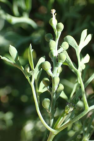 Fumaria parviflora \ Kleinbl�tiger Erdrauch / Fine-Leaved Fumitory, D Hochheim am Main 26.5.2017