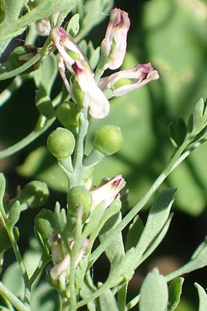 Fumaria parviflora \ Kleinbl�tiger Erdrauch / Fine-Leaved Fumitory, D Hochheim am Main 26.5.2017