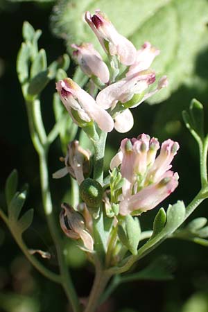 Fumaria parviflora \ Kleinbl�tiger Erdrauch / Fine-Leaved Fumitory, D Hochheim am Main 26.5.2017