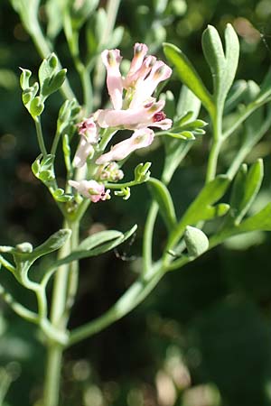 Fumaria parviflora \ Kleinbl�tiger Erdrauch / Fine-Leaved Fumitory, D Hochheim am Main 26.5.2017