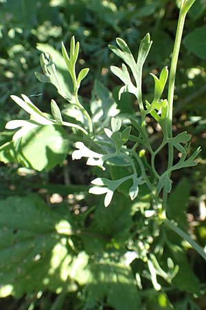 Fumaria parviflora \ Kleinbl�tiger Erdrauch / Fine-Leaved Fumitory, D Hochheim am Main 26.5.2017