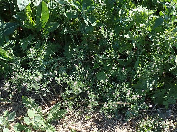 Fumaria parviflora \ Kleinbl�tiger Erdrauch / Fine-Leaved Fumitory, D Hochheim am Main 26.5.2017