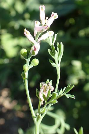 Fumaria parviflora \ Kleinbl�tiger Erdrauch / Fine-Leaved Fumitory, D Hochheim am Main 26.5.2017