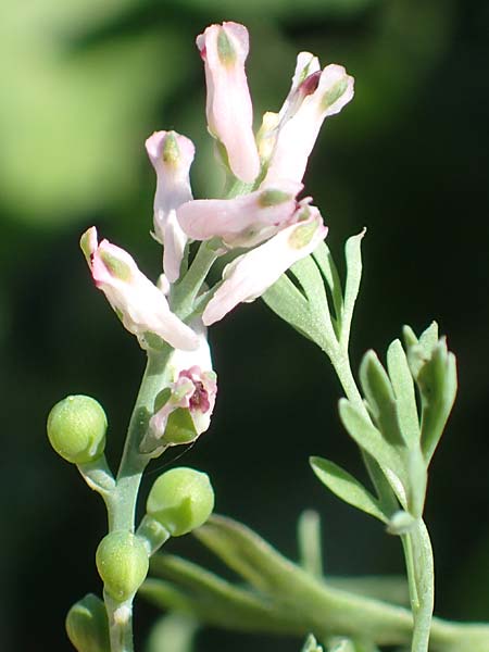 Fumaria parviflora \ Kleinbl�tiger Erdrauch / Fine-Leaved Fumitory, D Hochheim am Main 26.5.2017