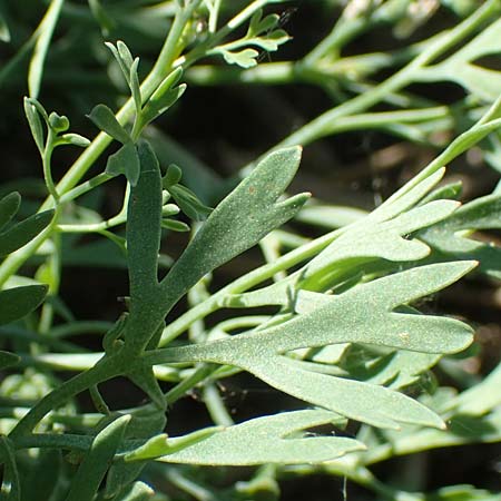 Fumaria parviflora \ Kleinbl�tiger Erdrauch / Fine-Leaved Fumitory, D Hochheim am Main 26.5.2017
