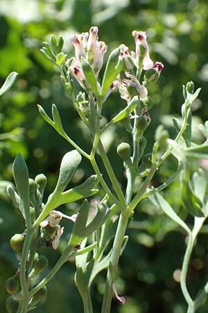 Fumaria parviflora \ Kleinbl�tiger Erdrauch / Fine-Leaved Fumitory, D Hochheim am Main 26.5.2017