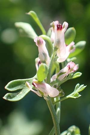 Fumaria parviflora \ Kleinbl�tiger Erdrauch / Fine-Leaved Fumitory, D Hochheim am Main 26.5.2017