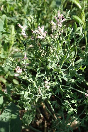 Fumaria parviflora \ Kleinbl�tiger Erdrauch / Fine-Leaved Fumitory, D Hochheim am Main 26.5.2017
