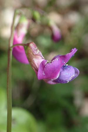 Lathyrus vernus \ Fr�hlings-Platterbse / Spring Pea, D K&ouml;nigheim 3.5.2021