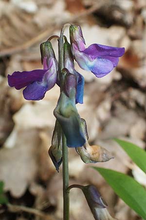 Lathyrus vernus \ Fr�hlings-Platterbse / Spring Pea, D K&ouml;nigheim 3.5.2021