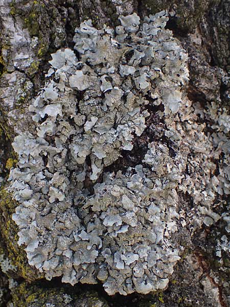 Punctelia borreri ? \ Kleine Punktflechte / Small Punctelia, D Bochum 9.8.2021