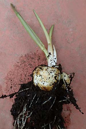 Fritillaria meleagris \ Gew�hnliche Schachblume, Schachbrett-Blume / Fritillary, D Mannheim 3.2.2020