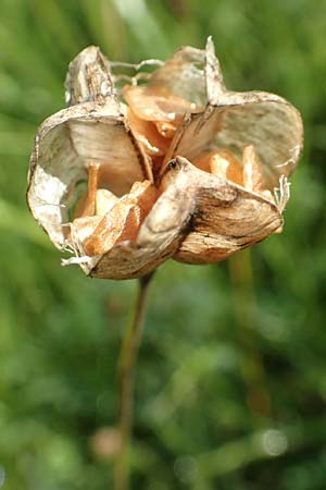 Fritillaria meleagris \ Gew�hnliche Schachblume, Schachbrett-Blume / Fritillary, D Spessart, Jossa 21.6.2020