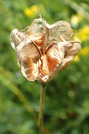 Fritillaria meleagris \ Gew�hnliche Schachblume, Schachbrett-Blume / Fritillary, D Spessart, Jossa 21.6.2020