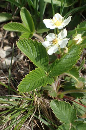 Fragaria viridis \ Knack-Erdbeere, H�gel-Erdbeere / Green Strawberry, D K&ouml;nigheim 3.5.2021
