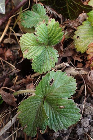 Fragaria iinumae x vesca, Erdbeere 'Fontaine'
