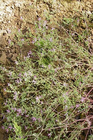 Fumaria vaillantii \ Blasser Erdrauch / Few-Flowered Fumitory, D Sinsheim 15.5.2015