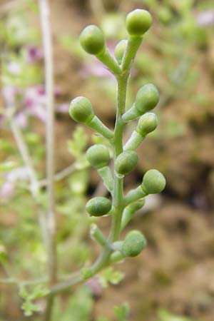 Fumaria vaillantii \ Blasser Erdrauch / Few-Flowered Fumitory, D Sinsheim 15.5.2015