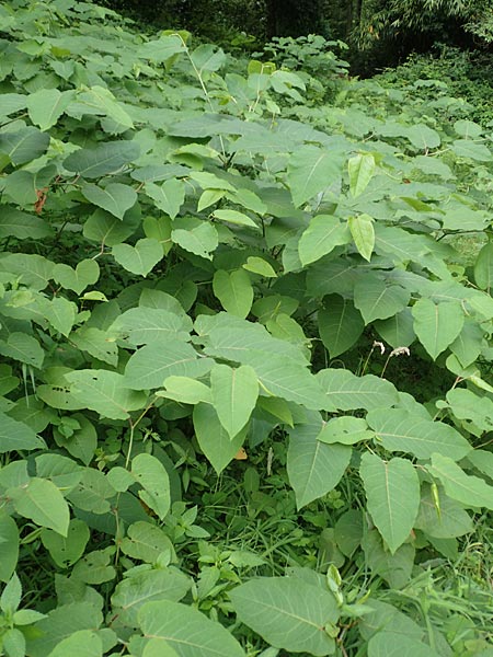 Fallopia sachalinensis \ Sachalin-Stauden-Kn�terich / Giant Knodweed, D Heidelberg 29.7.2016