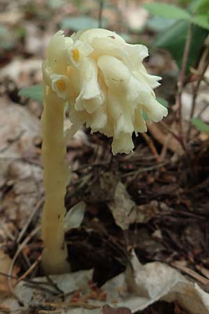 Monotropa hypophegea \ Buchenspargel / Yellow Bird's-Nest, D Wachenheim 7.6.2018