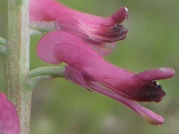 Fumaria officinalis \ Echter Erdrauch / Common Fumitory, D Apfelberg 3.5.2021