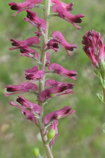 Fumaria officinalis \ Echter Erdrauch / Common Fumitory, D Apfelberg 3.5.2021