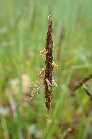Alopecurus myosuroides \ Acker-Fuchsschwanz / Black-Grass, D Neuleiningen 15.5.2021