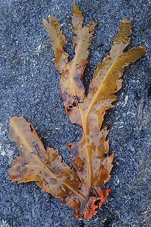 Fucus serratus \ S�ge-Tang / Serrated Wrack, D Hohwacht 12.9.2021