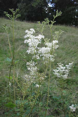 Filipendula ulmaria \ Echtes M�des�� / Meadowsweet, D Odenwald, Unterflockenbach 9.7.2007