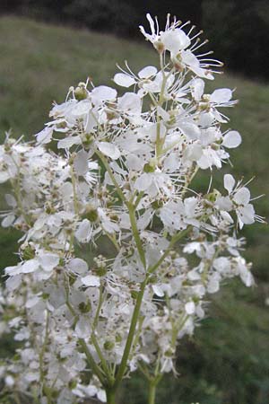 Filipendula ulmaria \ Echtes M�des�� / Meadowsweet, D Odenwald, Unterflockenbach 9.7.2007