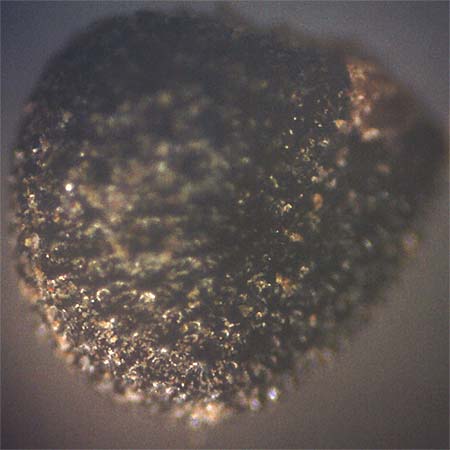 Portulaca papillatostellulata \ Papillenfr&uuml;chtiger Portulak / Papilla-Fruited Purslane, D Odenwald, F&uuml;rth 3.10.2018