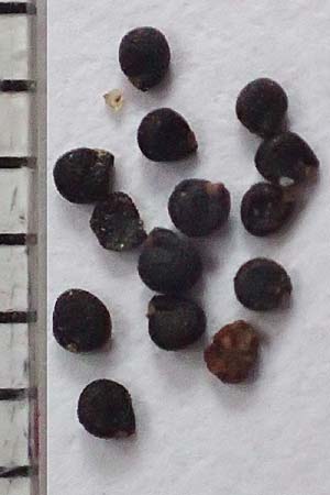 Portulaca papillatostellulata \ Papillenfr&uuml;chtiger Portulak / Papilla-Fruited Purslane, D Odenwald, F&uuml;rth 25.1.2019