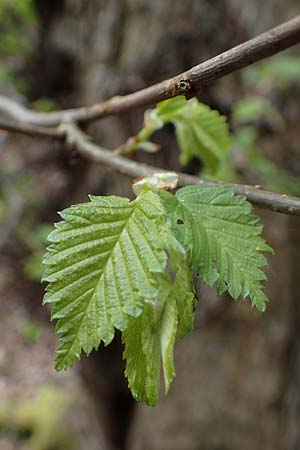 Ulmus laevis \ Flatter-Ulme / European White Elm, Russian Elm, D M&ouml;rfelden 21.4.2023