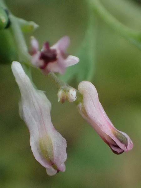 Fumaria vaillantii \ Blasser Erdrauch / Few-Flowered Fumitory, D Wiesloch 3.6.2025