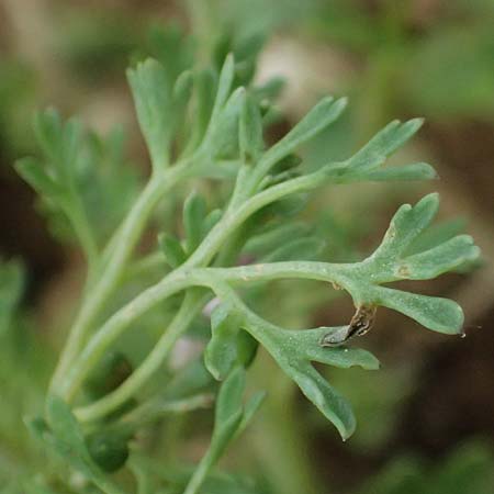 Fumaria vaillantii \ Blasser Erdrauch / Few-Flowered Fumitory, D Wiesloch 3.6.2025
