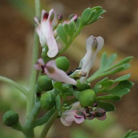 Fumaria vaillantii \ Blasser Erdrauch / Few-Flowered Fumitory, D Wiesloch 3.6.2025
