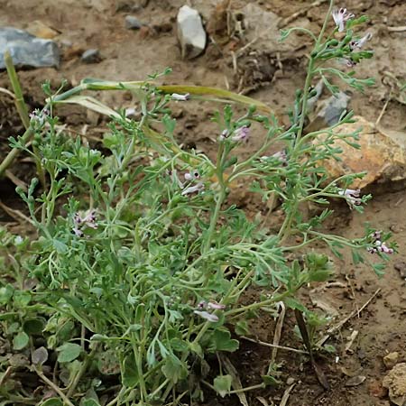 Fumaria vaillantii \ Blasser Erdrauch / Few-Flowered Fumitory, D Wiesloch 3.6.2025