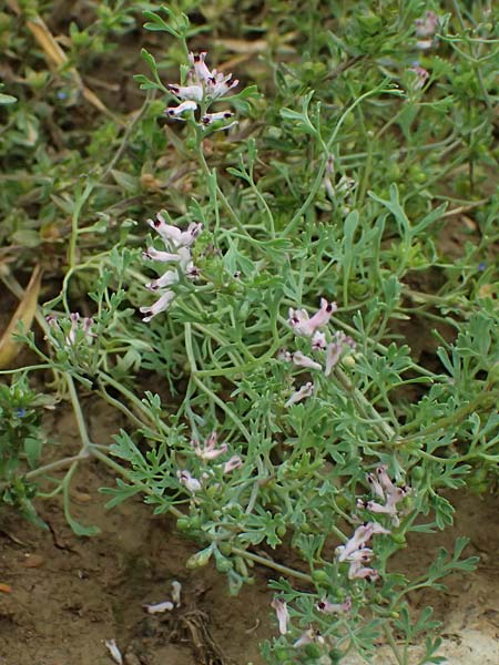 Fumaria vaillantii \ Blasser Erdrauch / Few-Flowered Fumitory, D Wiesloch 3.6.2025