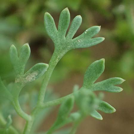 Fumaria vaillantii \ Blasser Erdrauch / Few-Flowered Fumitory, D Wiesloch 3.6.2025