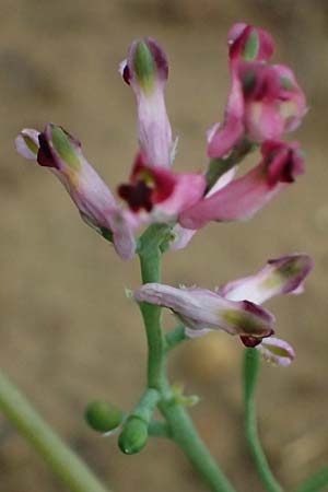 Fumaria vaillantii \ Blasser Erdrauch / Few-Flowered Fumitory, D Wiesloch 3.6.2025