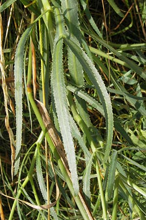 Falcaria vulgaris \ Sicheldolde / Longleaf, D Wetzlar 11.7.2009