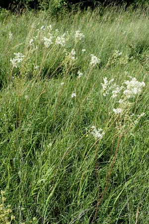 Filipendula vulgaris \ Knolliges M�des�� / Dropword, D Neuleiningen 15.6.2016