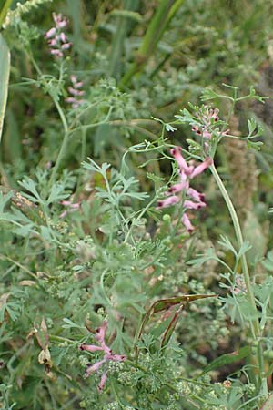 Fumaria wirtgenii \ Wirtgens Erdrauch / Wirtgen's Fumitory, D B&uuml;rstadt 30.9.2016