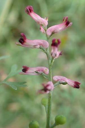 Fumaria wirtgenii \ Wirtgens Erdrauch / Wirtgen's Fumitory, D B&uuml;rstadt 30.9.2016