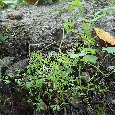 Fumaria vaillantii \ Blasser Erdrauch / Few-Flowered Fumitory, D Odenwald, Neunkirchen 29.9.2017