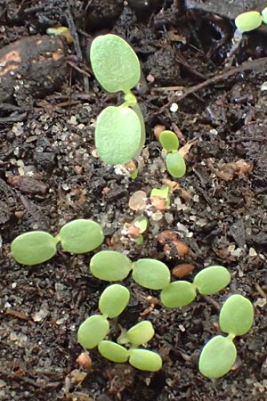 Fragaria vesca \ Wald-Erdbeere / Wild Strawberry, D Mannheim 14.3.2018