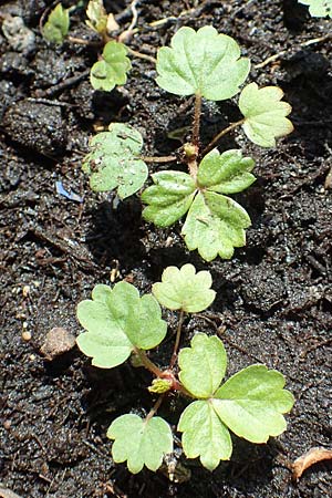 Fragaria vesca \ Wald-Erdbeere / Wild Strawberry, D Mannheim 3.5.2018